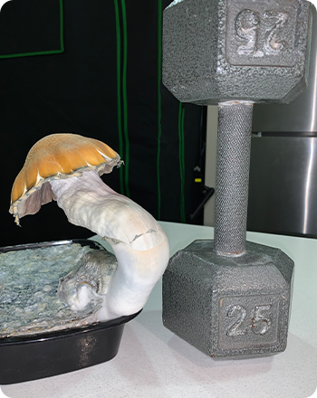 XL_cubensis