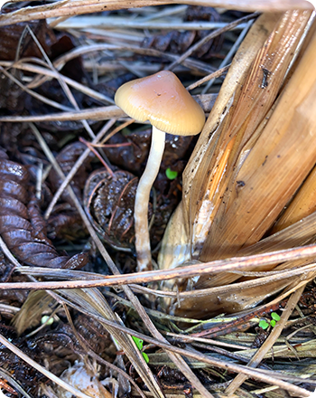 exotic_psilocybe
