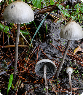 panaeolus-papilionaceus