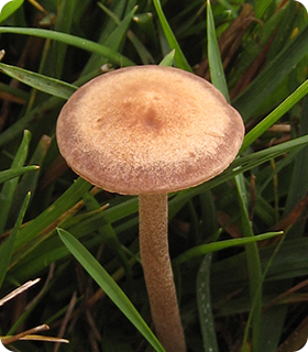 panaeolus_cinctulus