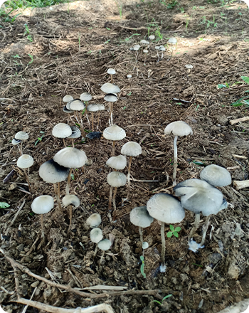 panaeolus_copelandia