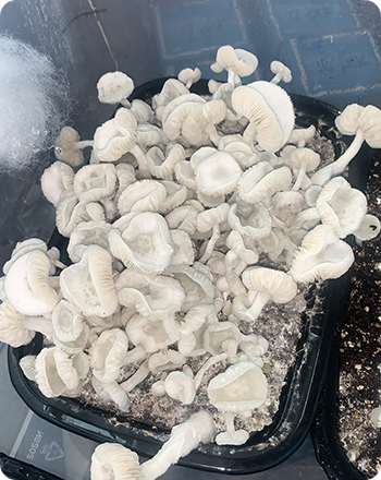 exclusives_spores