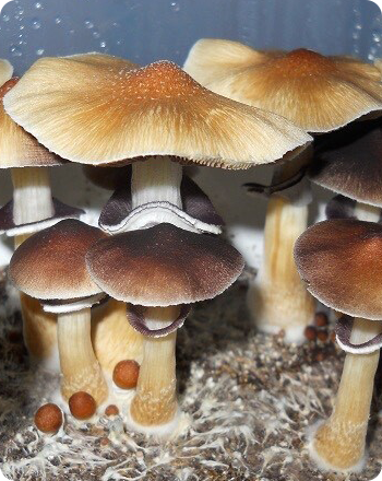 exclusives_spores