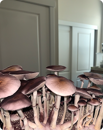 exclusives_spores