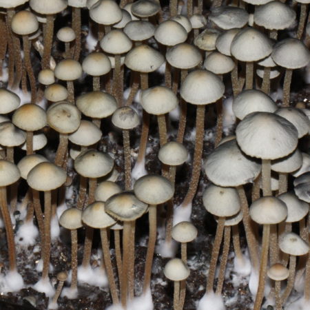 Panaeolus cyanescens (Hawaii)