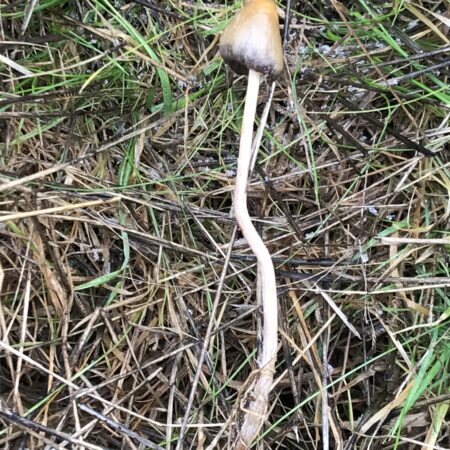 Psilocybe semilanceata